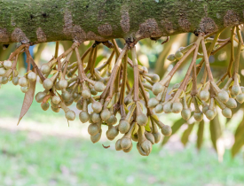 Kỹ thuật tỉa bông sầu riêng