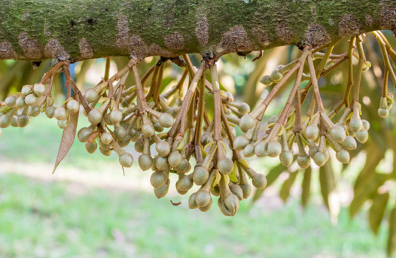 Kỹ thuật tỉa bông sầu riêng